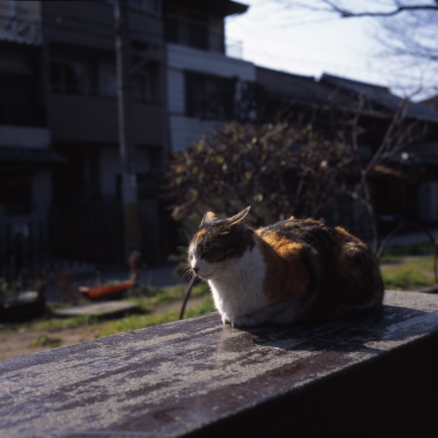 冬の日向ぼっこ