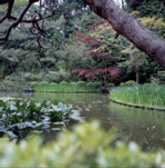 池